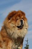 CHOW CHOW 409